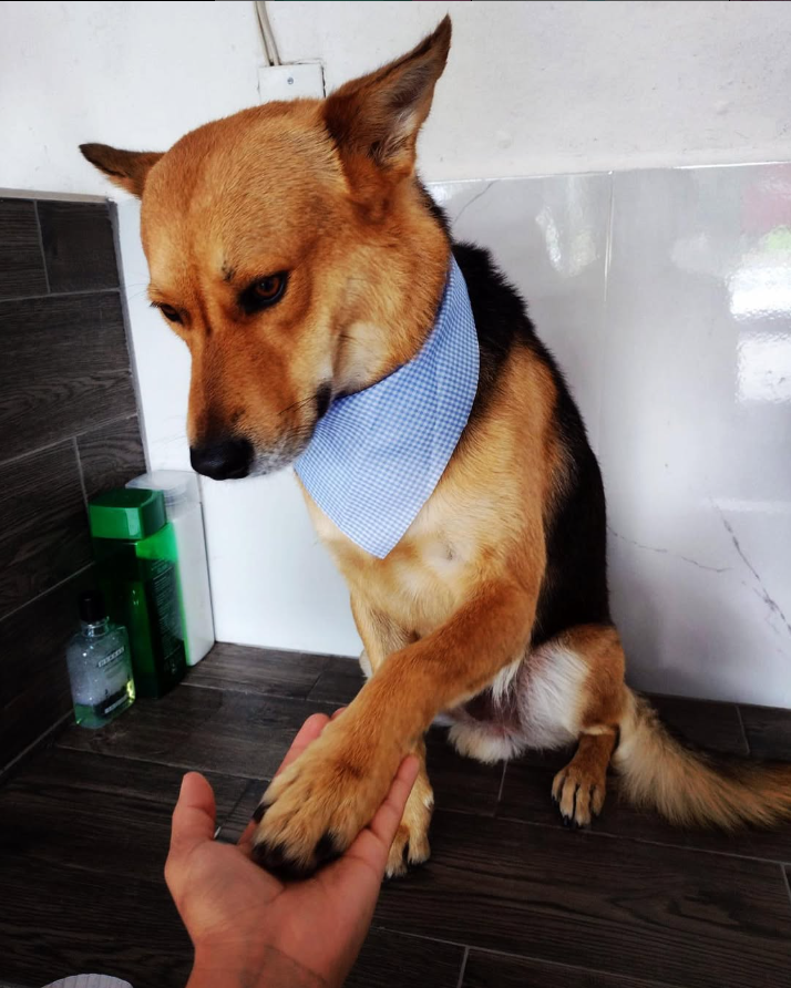 Gato recibiendo cuidado veterinario en Cuernavaca